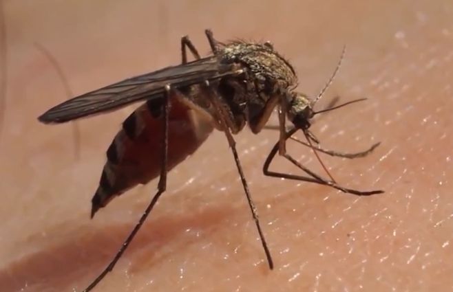 Mosquito del dengue.&nbsp;