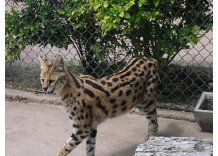MGAP incautó un gato salvaje y lo envió al zoológico de Durazno