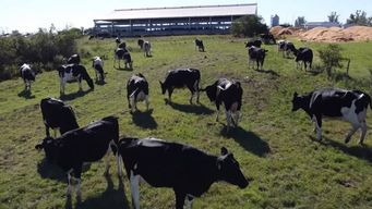 uruguay suspende la importacion de productos de origen animal desde alemania e israel