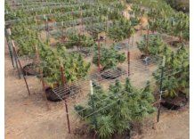 Ocho preguntas clave sobre la futura venta de marihuana