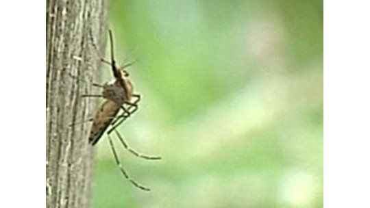 Cuidado con el abuso de repelente en niños y alérgicos