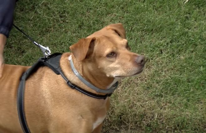 rolo-perro-incendio.jpg