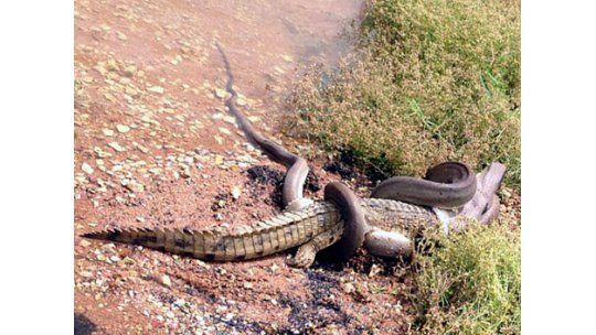 Pitón que se comió al cocodrilo tardará dos semanas en deslizarse