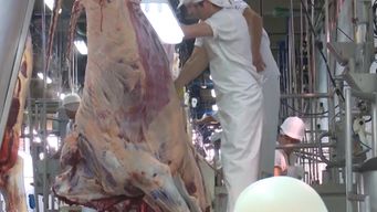 mgap inicia investigacion por devolucion de carne bovina desde china con residuos de medicamentos