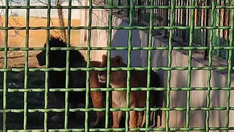 Pareja de leones en el zoológico de Irán. (AFP).
