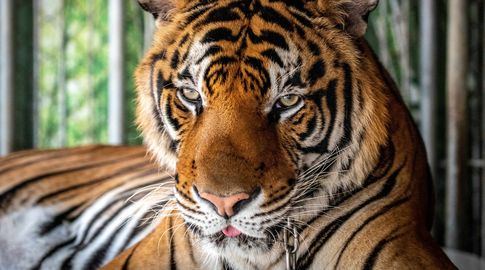 Un hombre murió tras ser atacado por un tigre en un zoológico británico