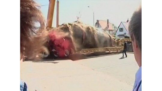 Se completó el traslado de la ballena hallada muerta en Carrasco