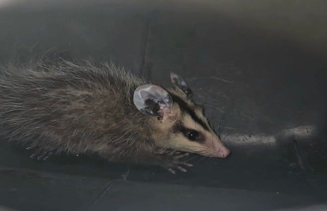 comadreja-shagrilá-hallazgo-fauna