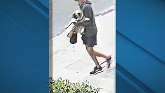 familia denuncia el robo de su perro pug; un hombre lo desato y se lo llevo en brazos