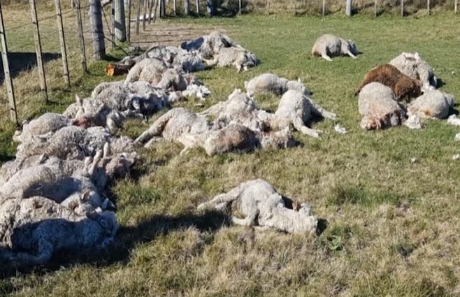 ovejas-muertas-ataque-perros.jpg
