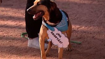 jornada especial de adopcion de mascotas en el velodromo el proximo sabado