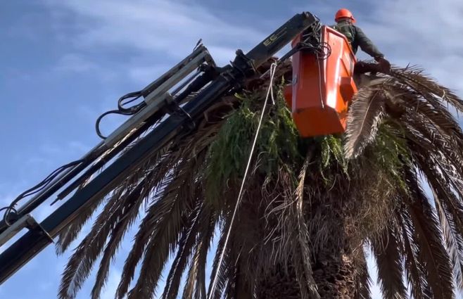 palmera-afectada-por-picudo-rojo.jpg