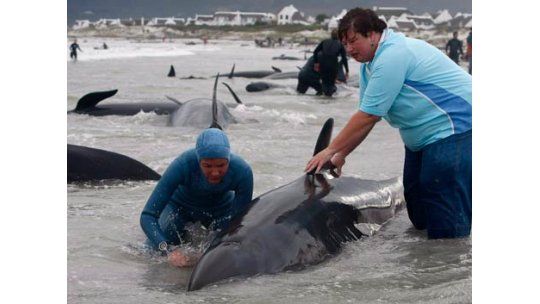 Murieron 34 ballenas en Nueva Zelanda; otras 40 siguen varadas
