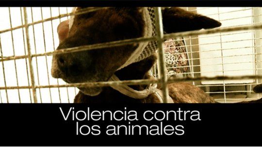 violencia contra animales