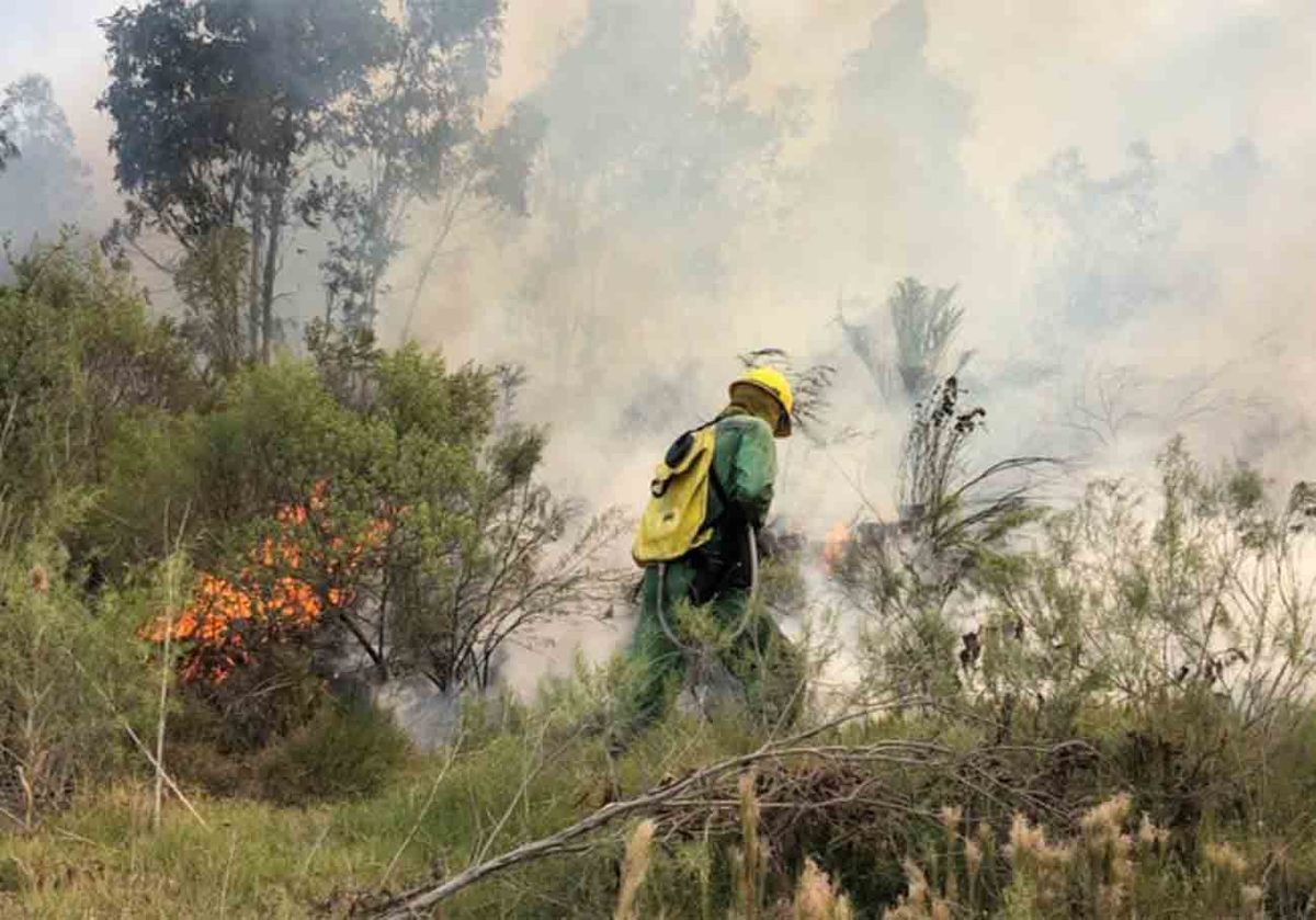 Canelones, Paysandú y Río Negro, los departamentos más afectados por los incendios forestales