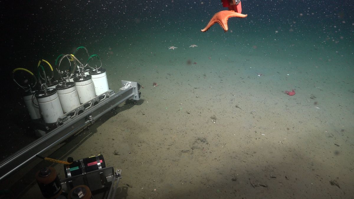 Estrella de mar. Fuente: Schmidt Ocean Institute