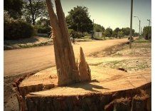 Tala indiscriminada de árboles deja sin sombra a la costa canaria