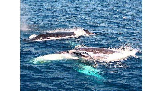 Más de cien ballenas quedan atrapadas por el hielo en Rusia