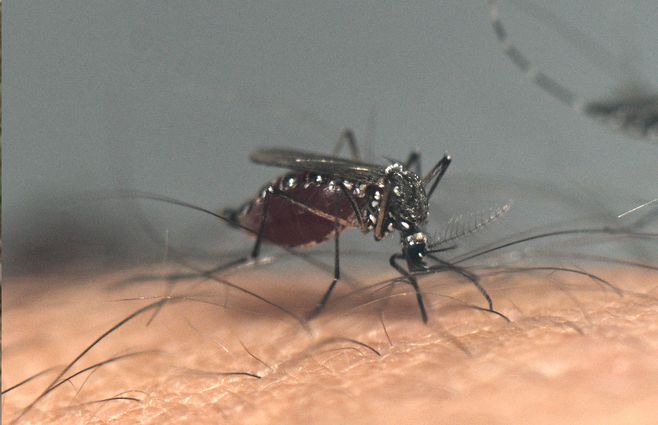 aedes-aegypti-mosquito-dengue-archivo-afp.jpg
