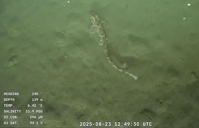 Tiburón-Lija-expedición-Uruguay-Sub200