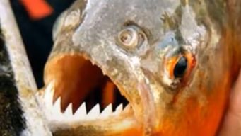 pescadores denuncian invasion de piranas en lago merin; autoridades mantienen vigilancia