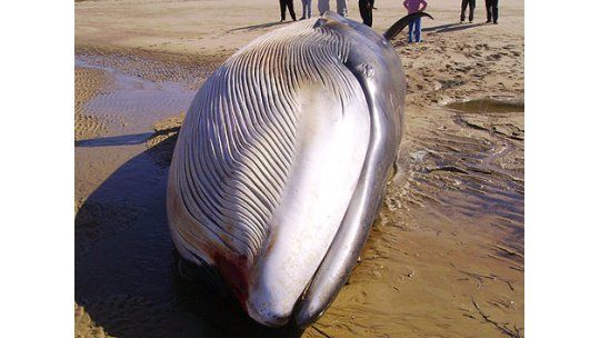 Apareció ballena muerta en playa de Colonia