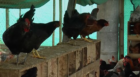 Gripe aviar: MGAP dispuso suspensión de importación de aves y productos derivados desde Argentina