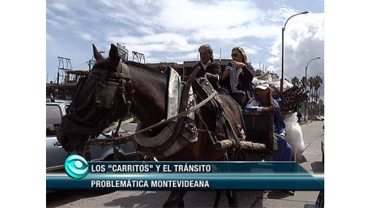 Informe especial: los carros tirados por caballos en Montevideo