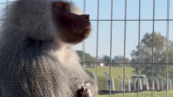 familia entrego a la intendencia de canelones mono que tenia como mascota
