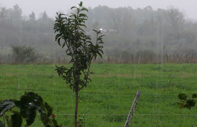 lluvia-campo-precipitaciones.jpg
