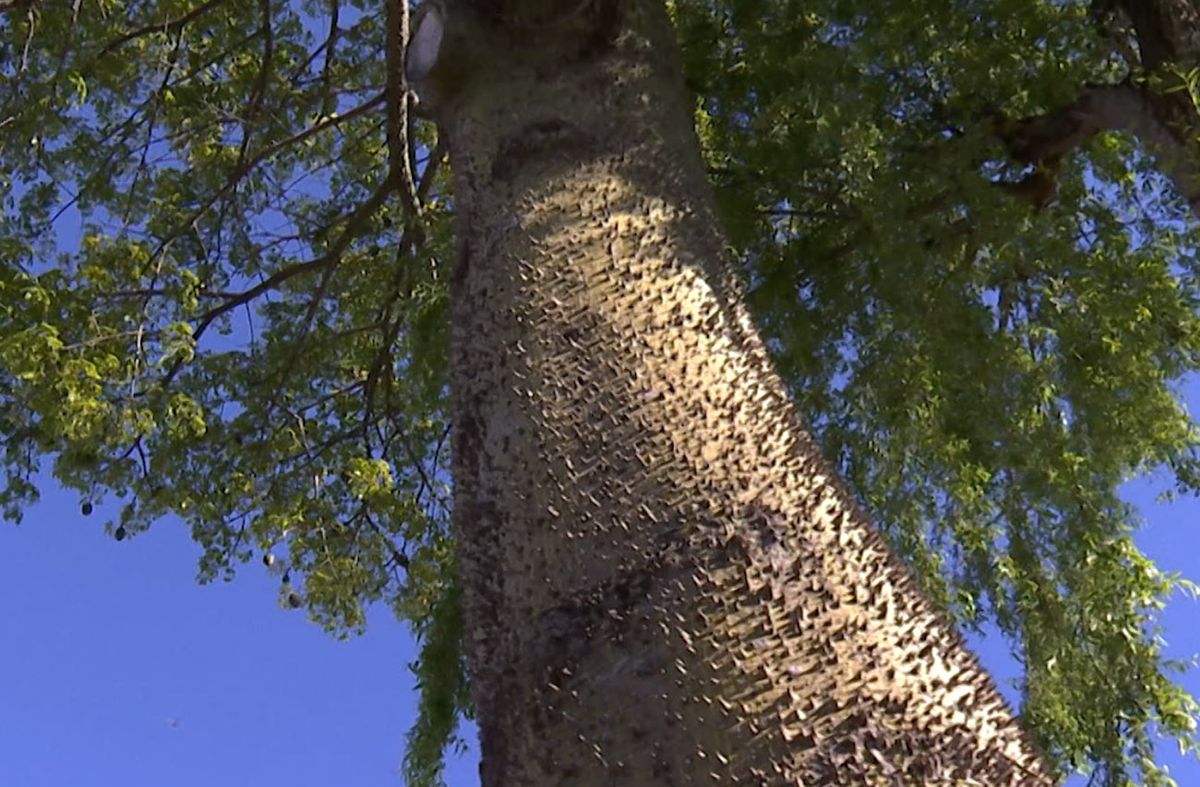 Preocupación en vecinos de Nuevo París por árbol de gran tamaño a punto de caer sobre vivienda