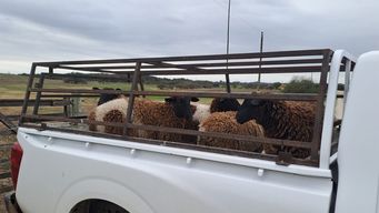 dos hombres fueron imputados por el robo de ovinos en un campo del inia en colonia