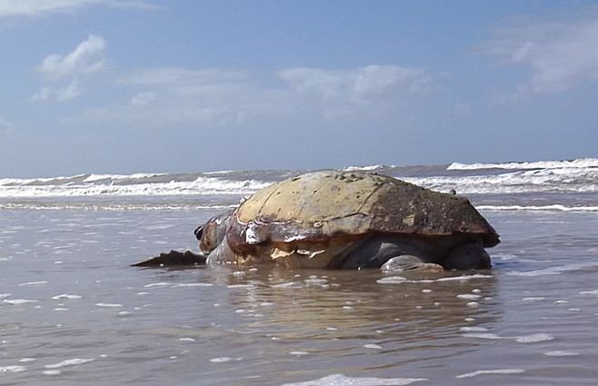 tortugas-varadas-costa-uruguay.jpg