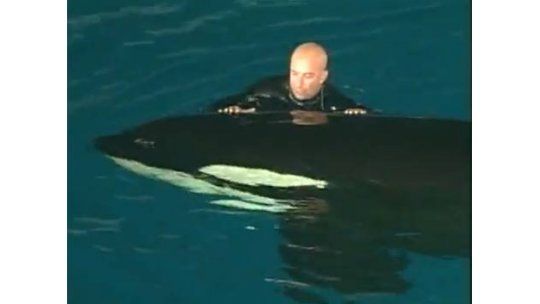 Peleó durante 15 minutos con una orca que casi lo mata