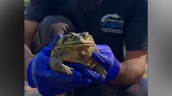 un sapo de arena que pesa mas de 700 gramos: el hallazgo que ocurrio en playa grande y que sorprende a expertos