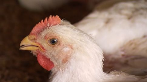 gallina-gripe-aviar-vacunacion