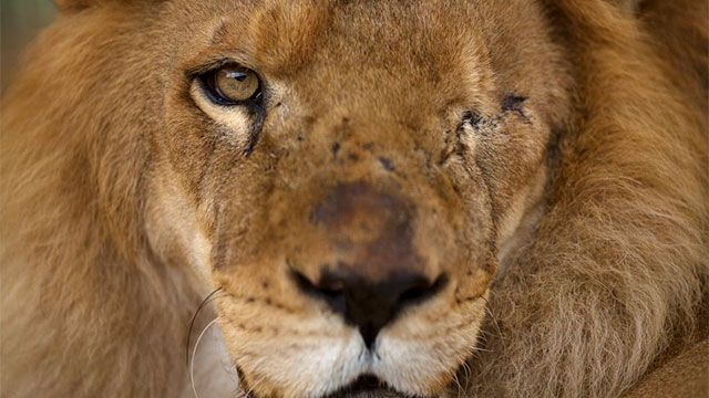 Tras látigo y encierro, 33 leones emprenden viaje hacia la libertad