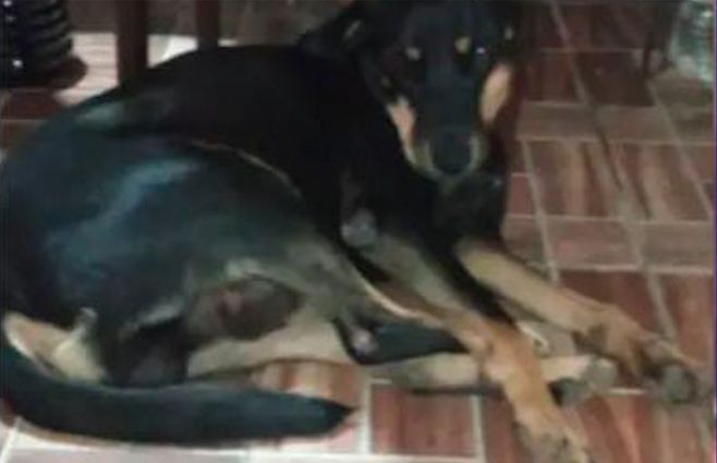 ruffus-perro-muerto-vecino-empalme-olmos