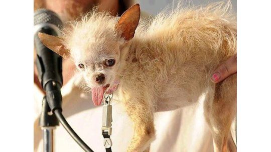 Falleció la perrita más fea del mundo