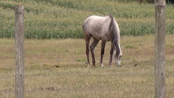 mgap aumenta disponibilidad de vacunas: el riesgo sigue estando presente, dijo el ministro mattos