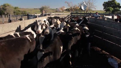 indignacion por video de una vaca descuartizada viva en canelones