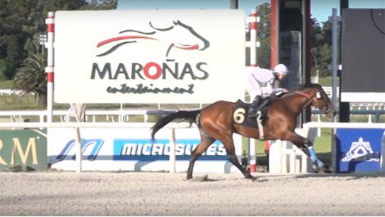 turf el abanderado