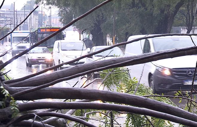 transito-montevideo-arbol-caido-temporal.jpg