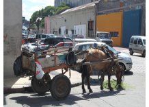 Justicia analiza caso del hombre que mató a palos a una yegua