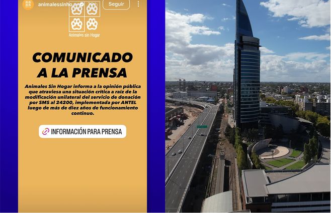 animales-sin-hogar-antel-donaciones