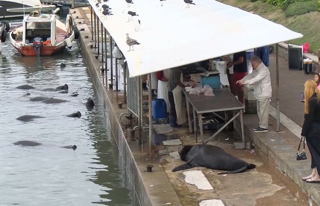 lobos-puerto-punta-del-este-