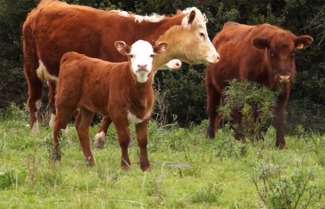 ganado-campo-vacunos-archivo-ternero