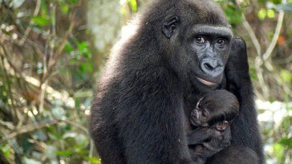 nace en el medio natural un bebe gorila de dos padres reintroducidos en africa
