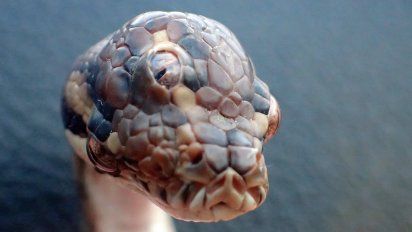 descubren una serpiente de tres ojos en australia