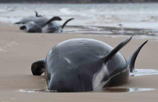 BALLENAS-VARADAS.jpg